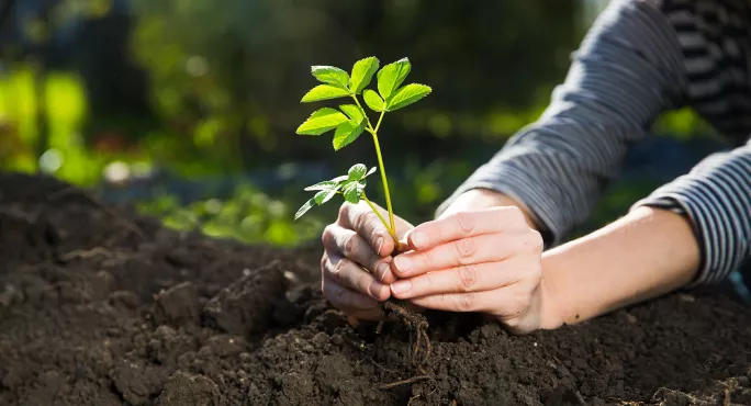 Grow and develop plant in wood